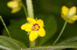 Whorled yellow loosestrife